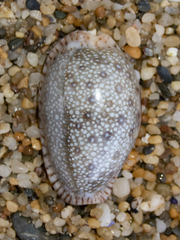 Naria erosa