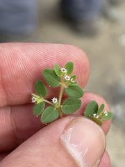 Euphorbia setiloba