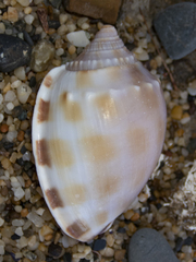 Phalium bandatum