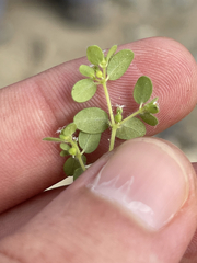Euphorbia setiloba
