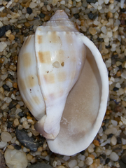 Phalium bandatum