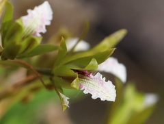 Eulophia tristis