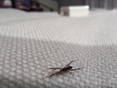 Episinus