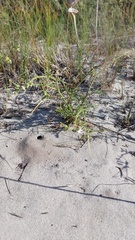 Pelargonium senecioides
