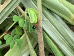 Podagrica fuscicornis