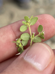 Euphorbia setiloba