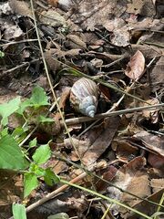 Lissachatina fulica