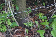 Heterogeomys hispidus