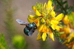 Xylocopa bombylans