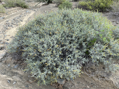 Errazurizia benthamii
