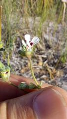 Pelargonium senecioides