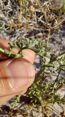 Pelargonium senecioides