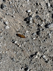 Euproserpinus phaeton