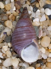 Phasianotrochus eximius