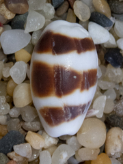 Palmadusta asellus