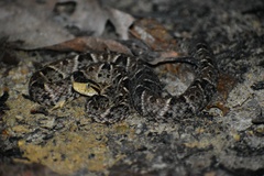 Bothrops asper