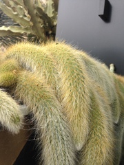 Cleistocactus strausii