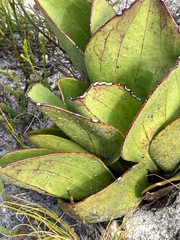 Mairia coriacea
