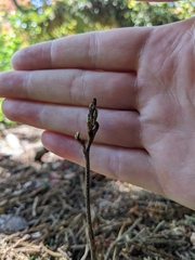 Gastrodia cunninghamii
