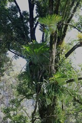 Platycerium superbum