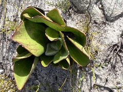 Mairia coriacea