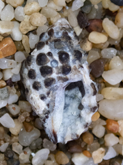 Tenguella marginalba