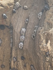 Balanomorpha