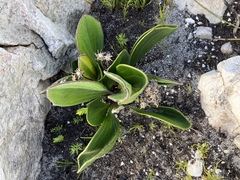 Mairia coriacea
