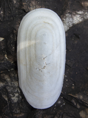 Scutus antipodes