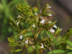 Eulophia tristis