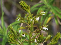 Eulophia tristis