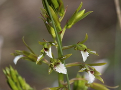 Eulophia tristis