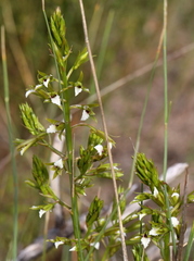 Eulophia tristis