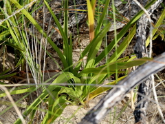 Eulophia tristis