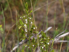 Eulophia tristis