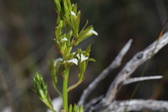 Eulophia tristis