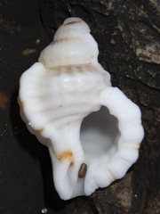 Turritriton labiosus