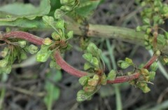 Rumex tenax