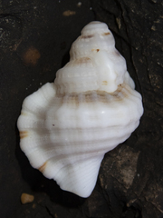 Turritriton labiosus