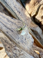 Misumenoides