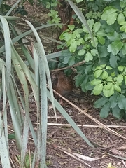 Gallirallus australis australis