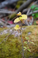 Aristolochia californica