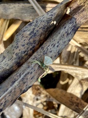 Misumenoides