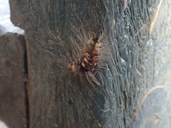 Tumicla sagenaria
