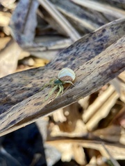 Misumenoides