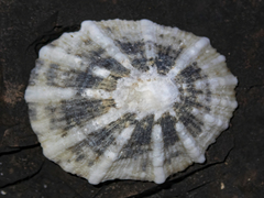 Scutellastra peronii