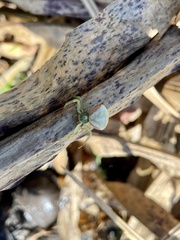 Misumenoides