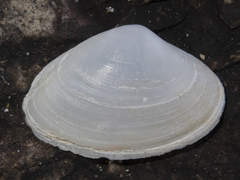 Mactrotoma antecedens