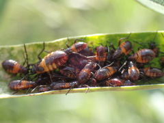 Oncopeltus famelicus