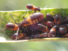 Oncopeltus famelicus